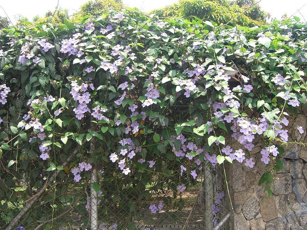 Tumbergia-Azul-Saiba-Tudo-Sobre-Essa-Planta.jpg