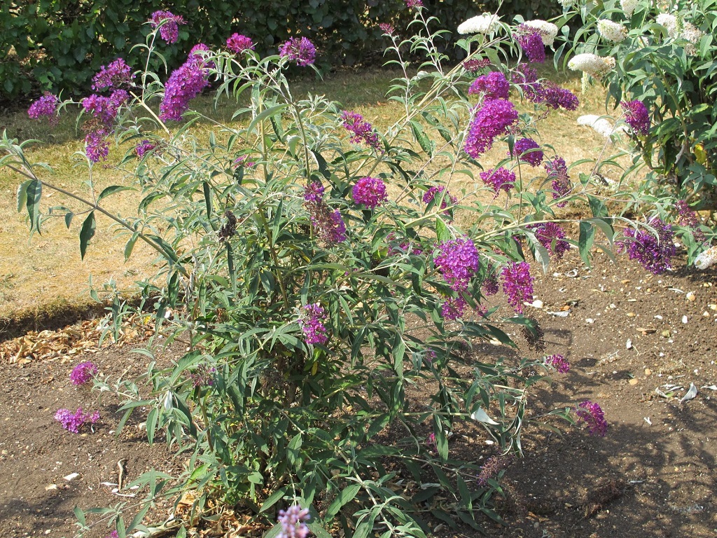 Buddleja-Nanho-Purple-04-1900x1425.jpg