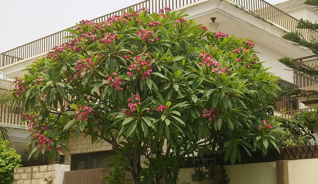 Champa_tree_with_pink_flowers_in_Islamabad,_Pakistan.jpg