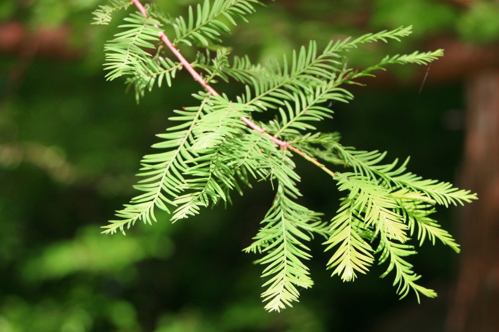 Taxodium-distichum-leaves.jpg