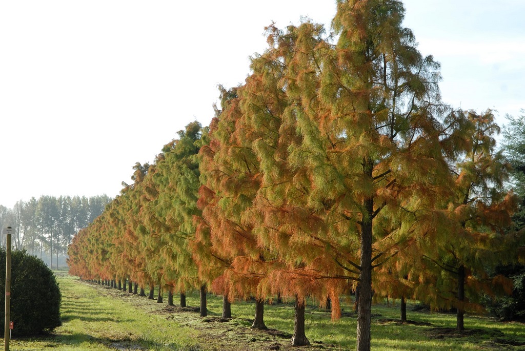 taxodium_distichum_nutans.jpg