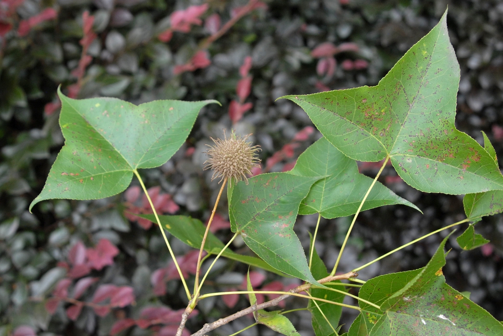 Liquidambar_formosan_YtmbTkZRg1b5.jpg