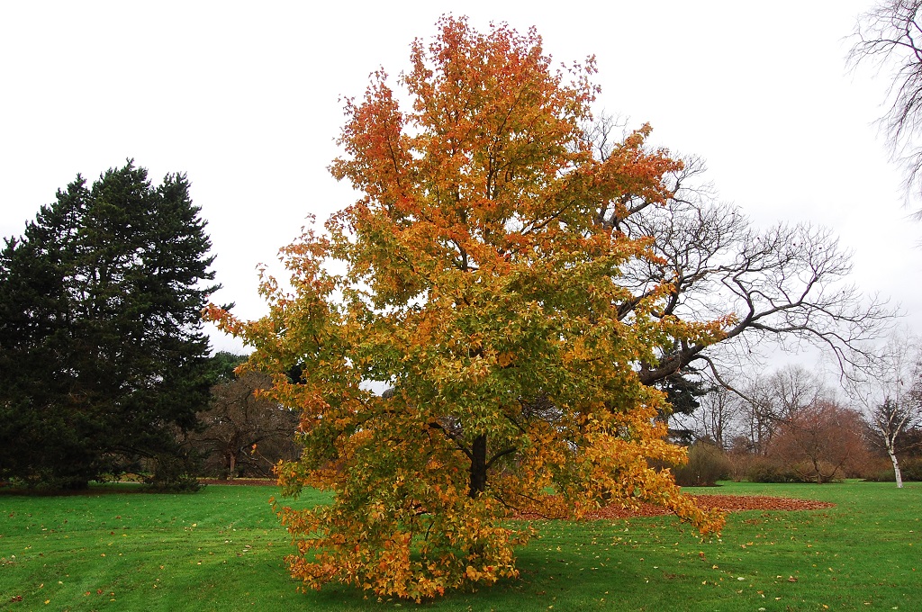 liquidambar-formosana.jpg