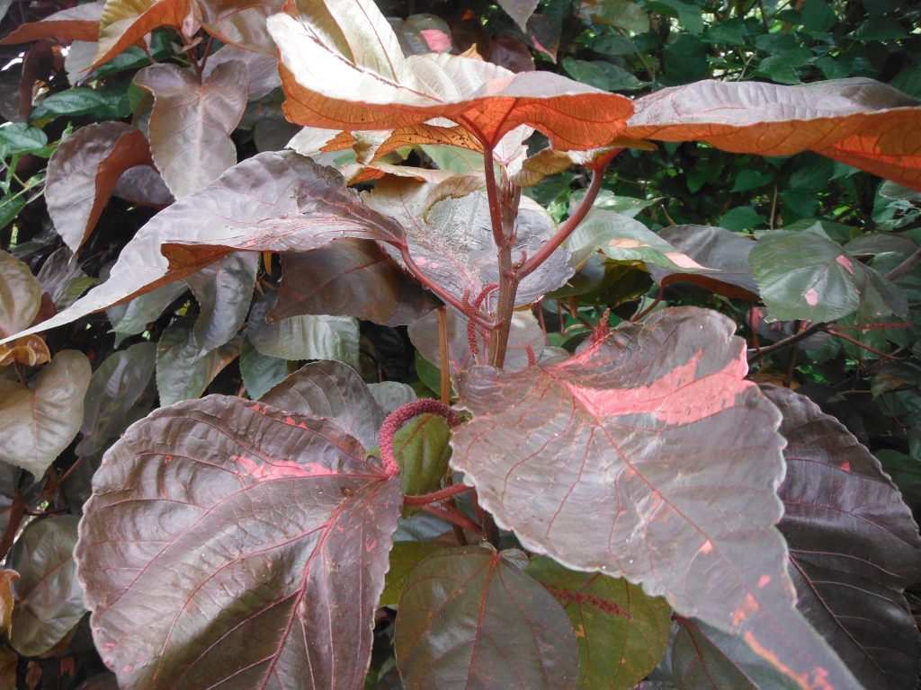 Acalypha-wilkesiana-Louisiana-RedCopperleaf4-1024x768.jpg