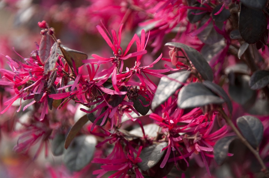 Loropetalum-chinense-var-rubrum-big-57fbeb343df78c690f7b960f.jpg