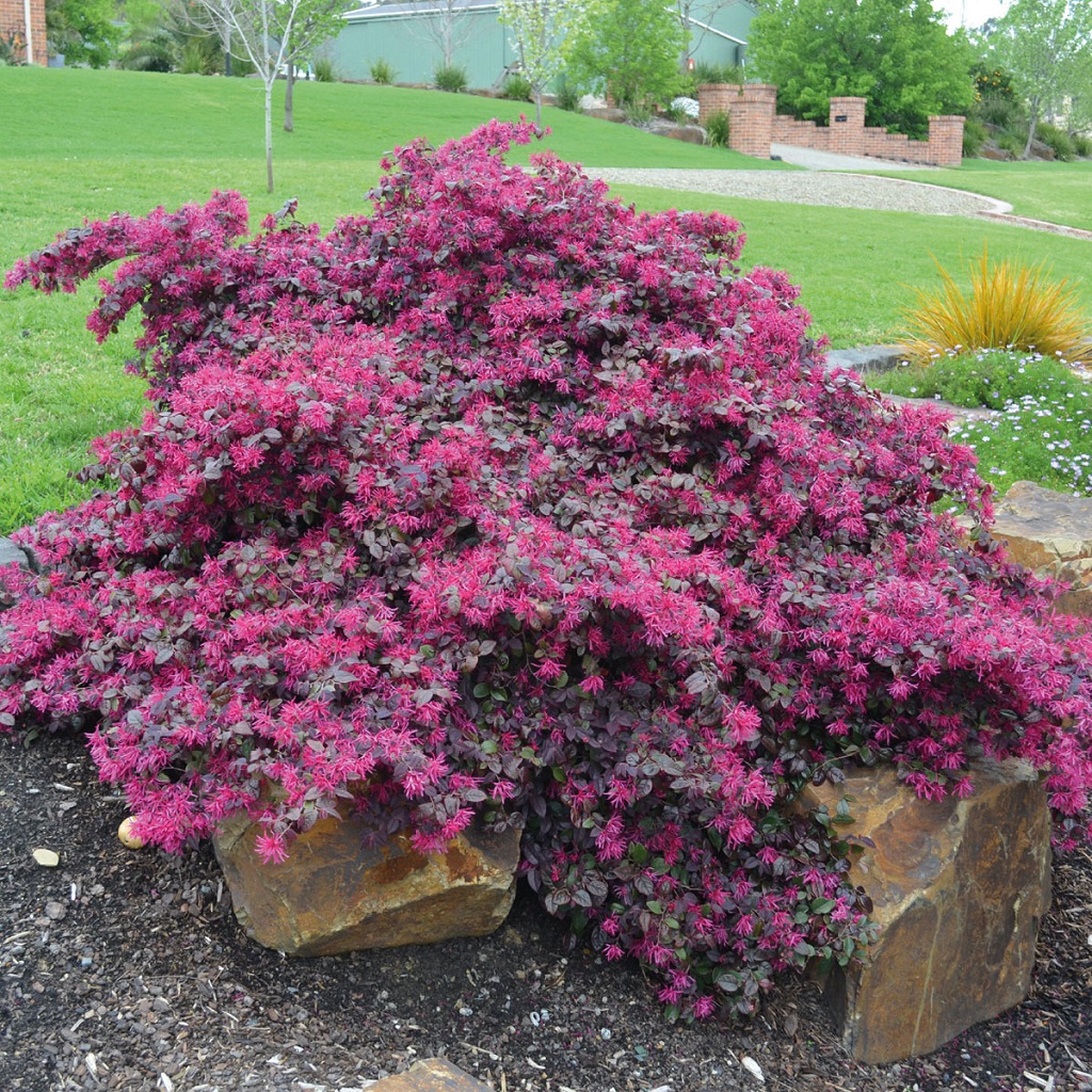 loropetalum_plum-georgeous_0617_07carre.jpg