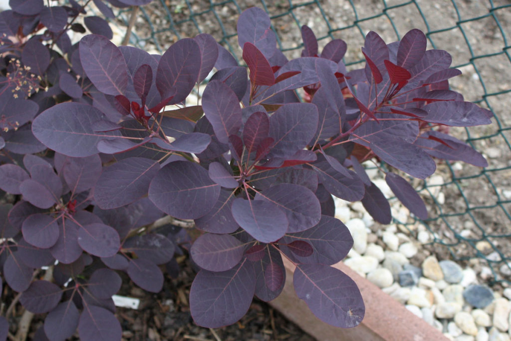 Cotinus-coggygria-1024x683.jpg