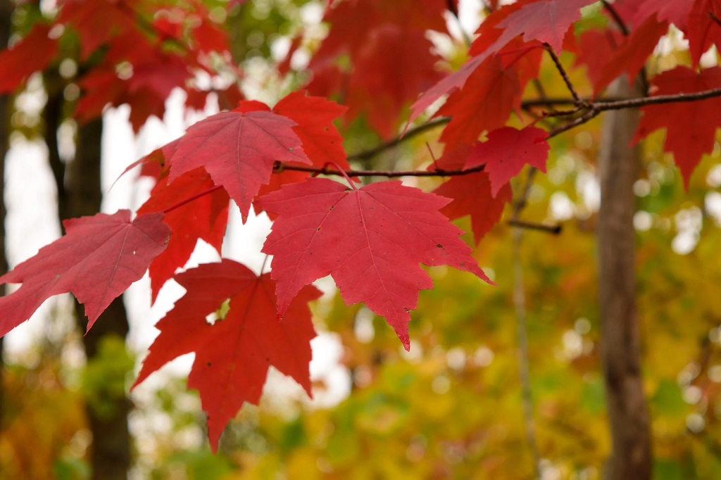 acer-rubrum-scaled.jpg