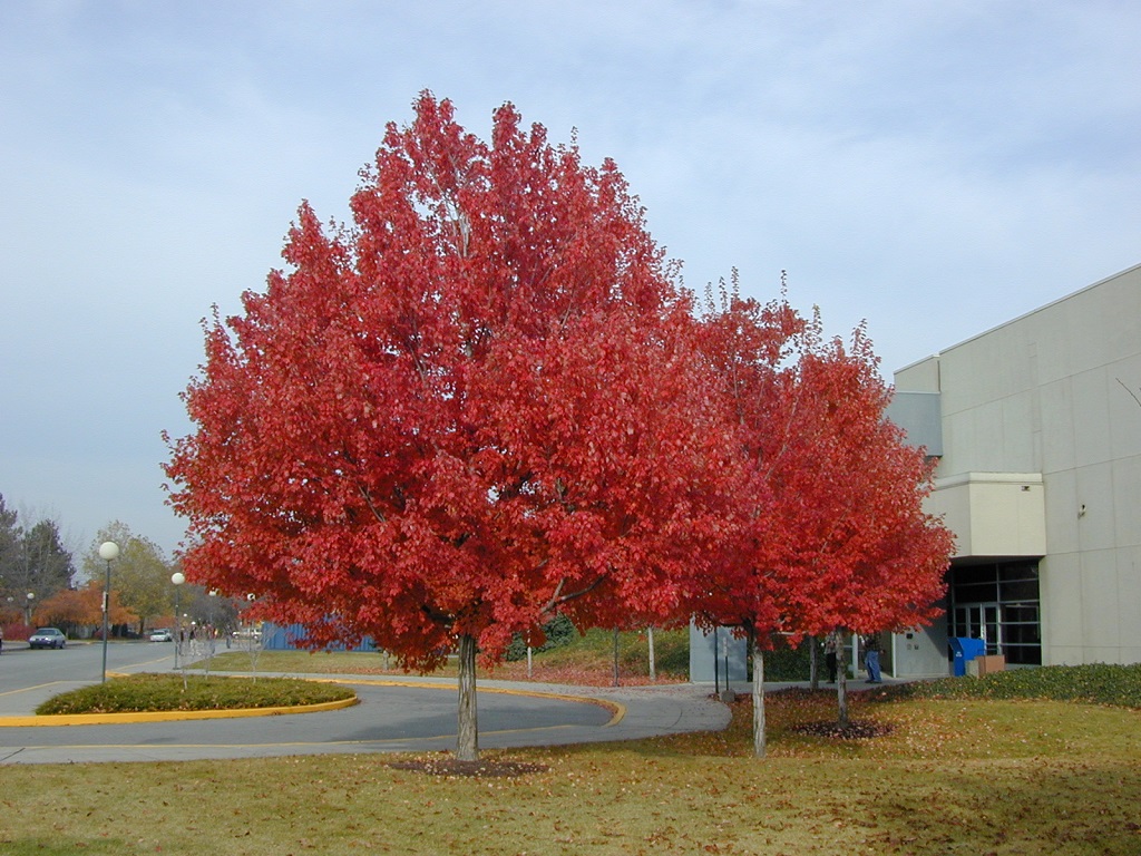 Acer-rubrum-not-sure.jpg