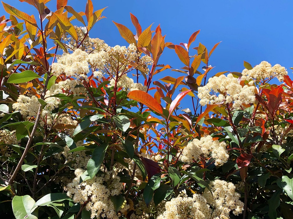 Photinia-Red-Robin_Flowering01_d195c62e-8831-4ed1-a82c-29ecc4cd815d.jpg