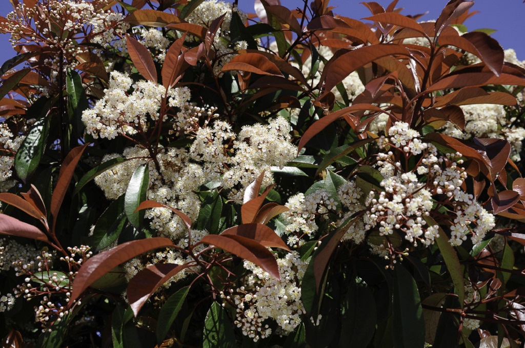 Photinia-fraseri-19494-137148661165571.jpg