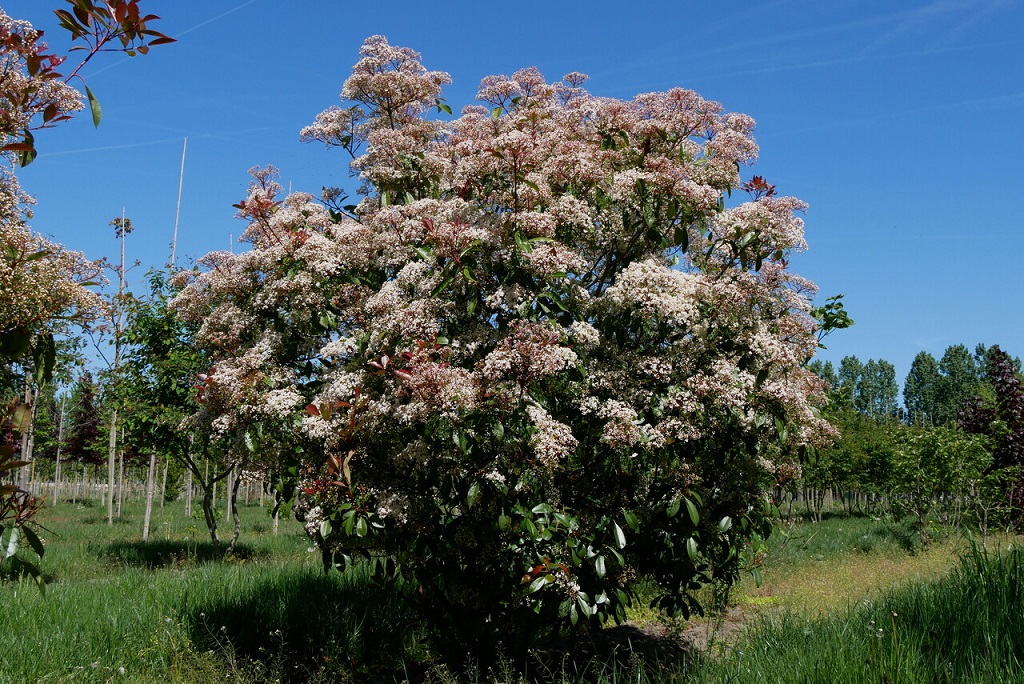 Photinia fraseri Red Robin.jpg