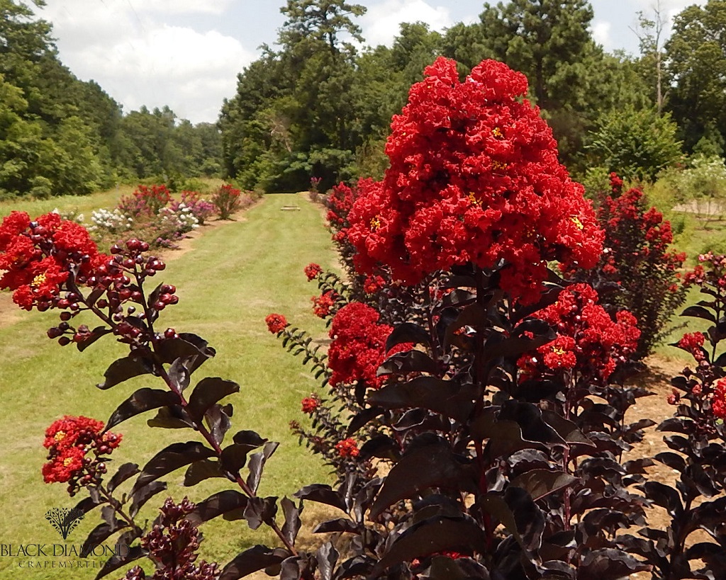 0002043_Lagerstroemia &#039;Best Red&#039; (5).jpg