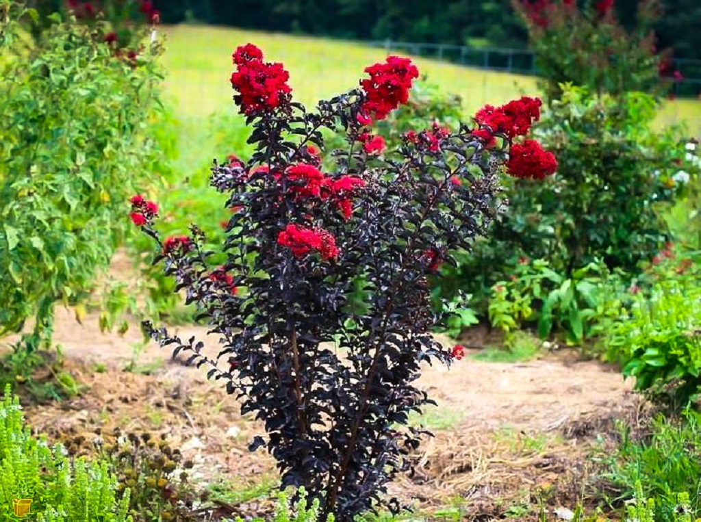 crape-myrtle-black-diamond-crimson-red-1.jpg